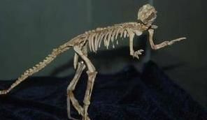 鸚鵡嘴龍屬 鸚鵡嘴龍屬