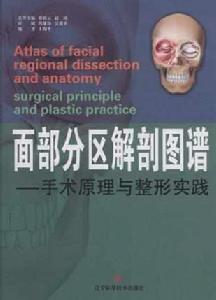 面部分區解剖圖譜 面部分區解剖圖譜