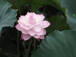 針葉瓣蓮 針葉瓣蓮