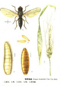 青稞穗蠅