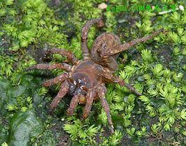 節板蛛科 節板蛛科