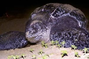 棱皮海龜 棱皮海龜