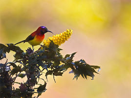 黃腰太陽鳥雲南亞種