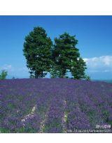 窮妹妹變富小姐 窮妹妹變富小姐