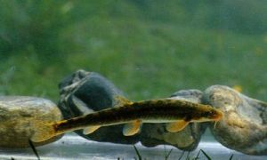 硬刺高原鰍 硬刺高原鰍