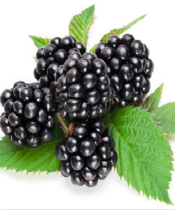 黑莓[水果]