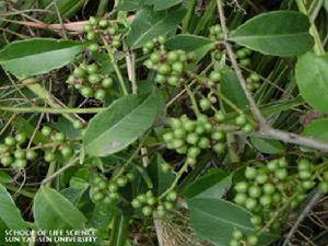 氈毛花椒 氈毛花椒