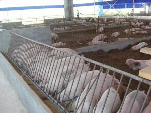 生豬飼養