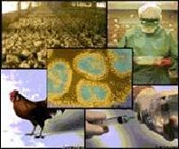 高致病性禽流感病毒感染