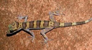 卡西裸趾虎 卡西裸趾虎