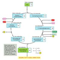 光合碳循環