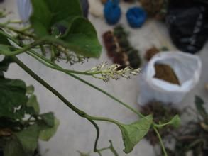 白苞裸蒴 白苞裸蒴