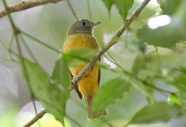 灰冠霸鶲 灰冠霸鶲