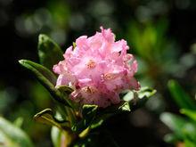 菲日吉妮姆杜鵑