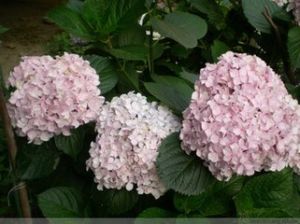 粉背繡球(原變種) 粉背繡球(原變種)