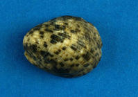 漁舟蜑螺 漁舟蜑螺