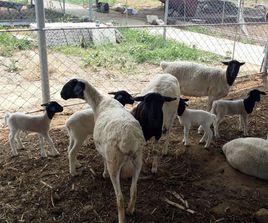 河北省杜泊綿羊 河北省杜泊綿羊