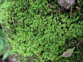 日本網蘚 日本網蘚