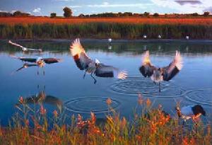 鳥島自然保護區