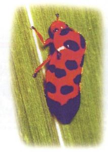 黑斑麗沫蟬 黑斑麗沫蟬