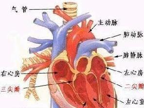 肺動脈瓣關閉不全