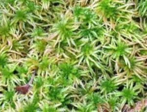 長尖白齒蘚 長尖白齒蘚