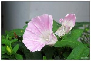 長裂旋花(變種) 長裂旋花(變種)