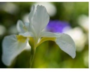 白花溪蓀 白花溪蓀