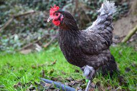 鎮龍山瓦灰雞 鎮龍山瓦灰雞