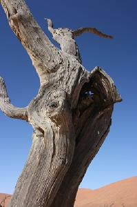 （圖）納米比沙漠