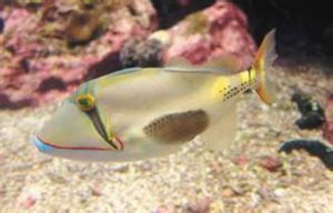 畢卡索魚 畢卡索魚