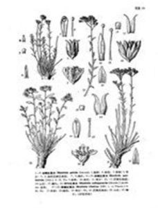 對葉紅景天 對葉紅景天