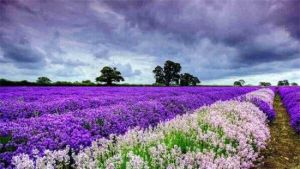 襄陽普羅旺斯薰衣草莊園