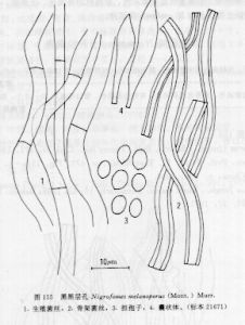 黑黑層孔 黑黑層孔