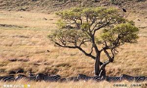 生態變異 生態變異