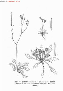 角冠黃鵪萊 角冠黃鵪萊