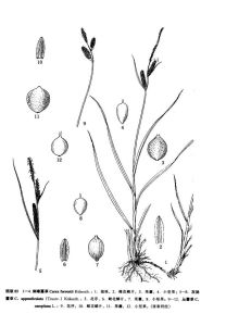 灰脈薹草 灰脈薹草