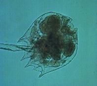 尖尾疣毛輪蟲 尖尾疣毛輪蟲