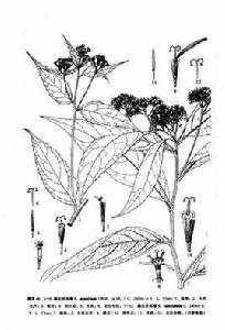 尾尖合耳菊 尾尖合耳菊