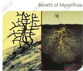 Mycorrhiza Mycorrhiza