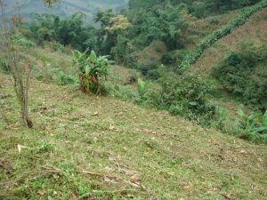 魯楚自然村 魯楚自然村