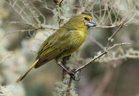 大嘴島雀 大嘴島雀