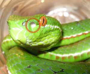 竹葉青蛇的頰窩