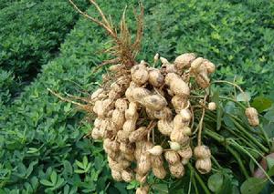 湘農小花生 湘農小花生