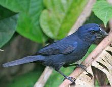 卡里薩爾藍籽雀 卡里薩爾藍籽雀