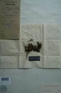 縮減無心菜 縮減無心菜