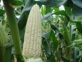 萃糯1號 萃糯1號