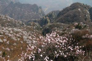 十里桃花十里香 十里桃花十里香