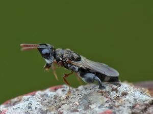 黑煤角頭小蜂 黑煤角頭小蜂