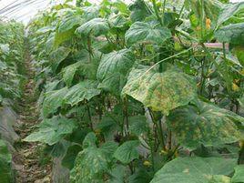 番茄葉霜霉病 番茄葉霜霉病